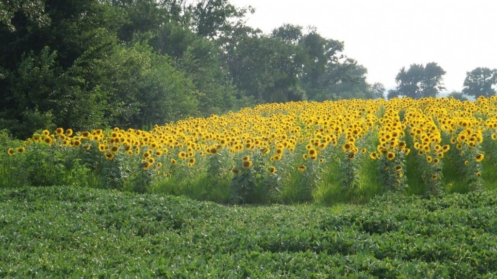 DSCF0248 sunflowers
