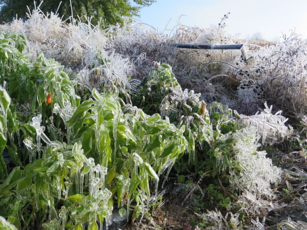 IMG_1264 ice on pepper plants
