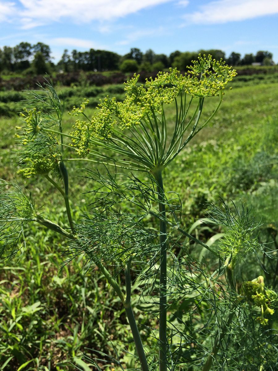 IMG_1269 dill