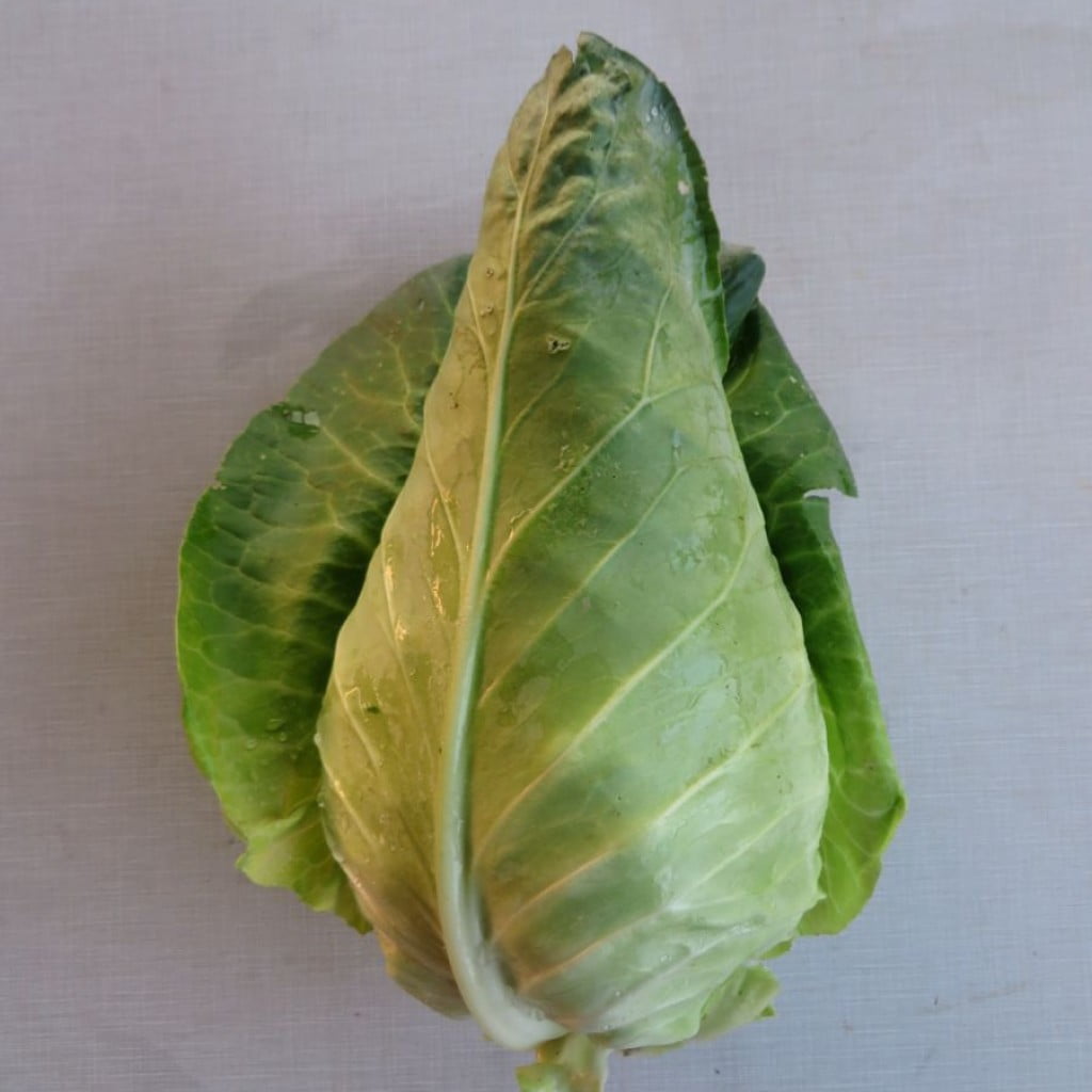 IMG_2954 caraflex pointy cabbage