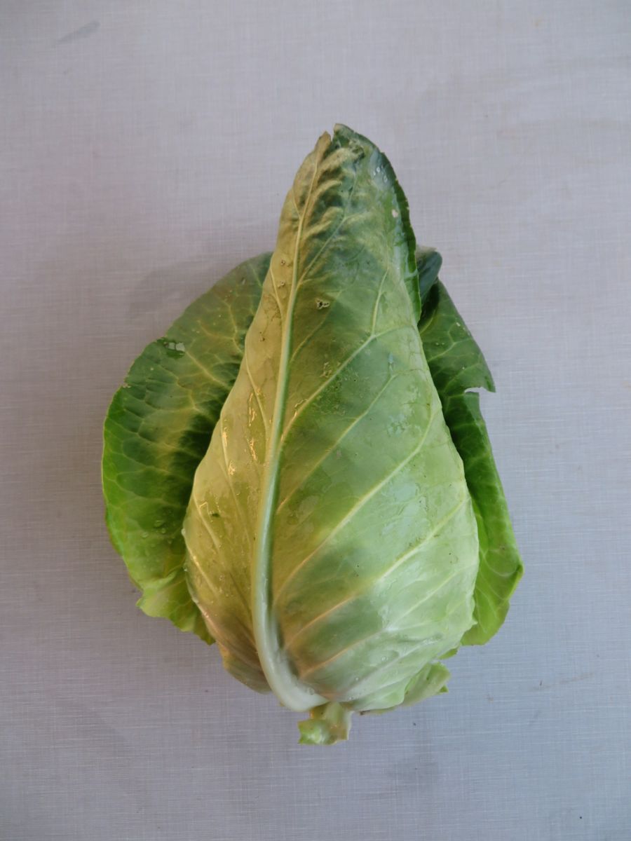 IMG_2954 caraflex pointy cabbage