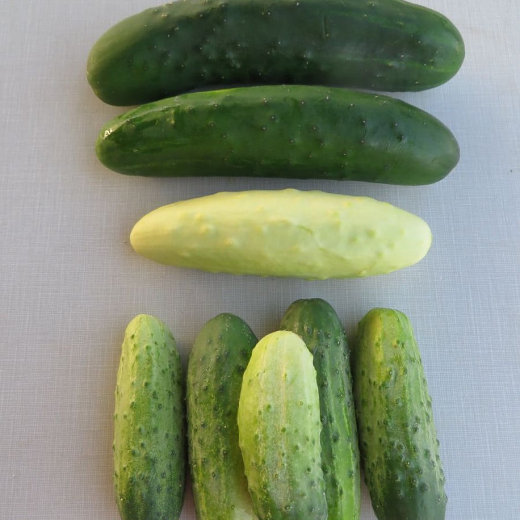 IMG_3042 cukes silver pickles