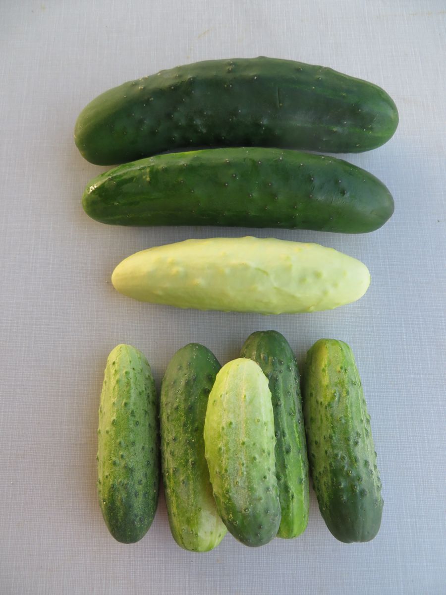 IMG_3042 cukes silver pickles