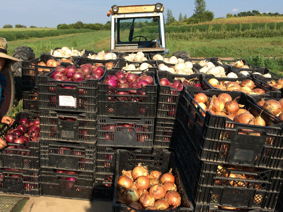 IMG_1697 onions on wagon