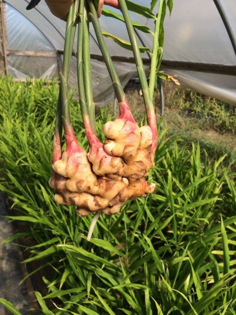 Ginger harvest Tipi Produce