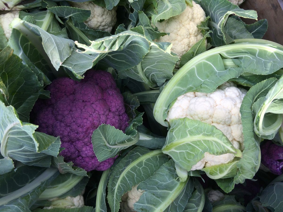 IMG_3496 purple cauliflower