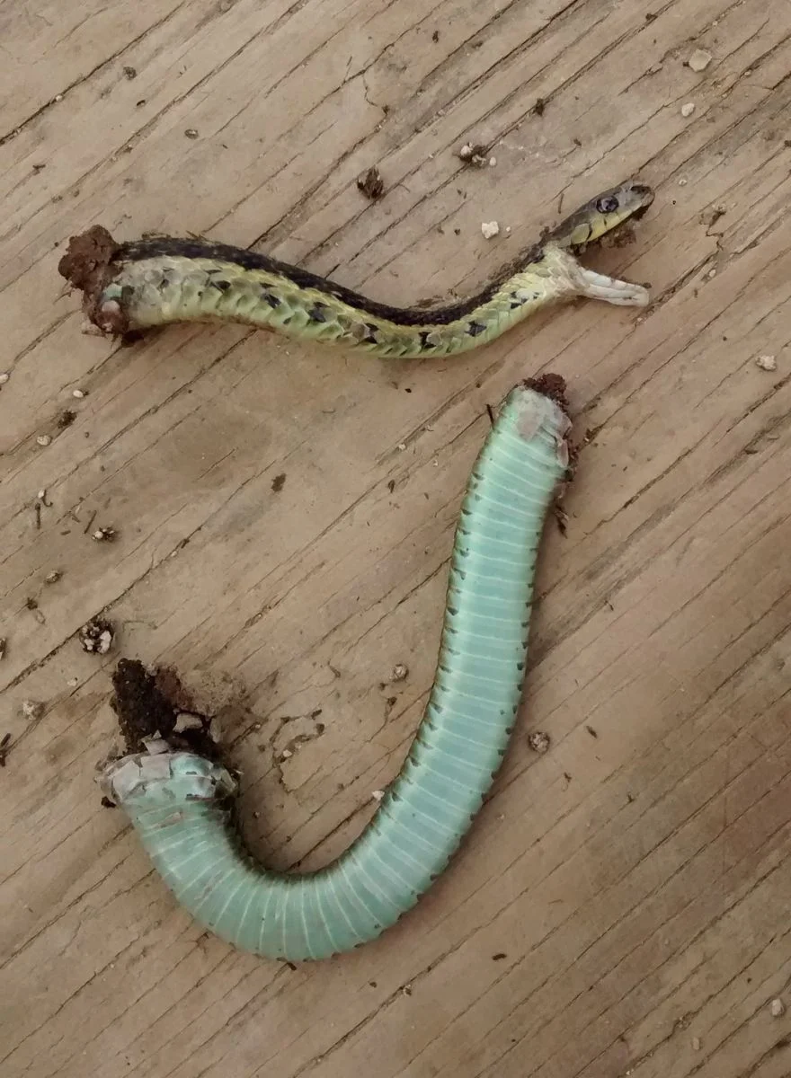 IMG_20150825_160429866 snake2