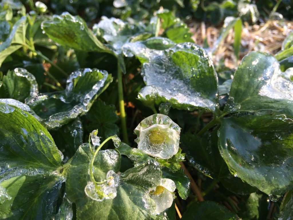 IMG_6691 ice on strawberry blossoms