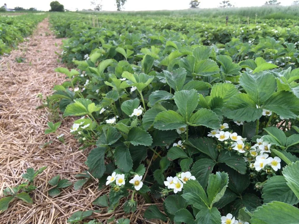 IMG_7038 strawberry blossoms