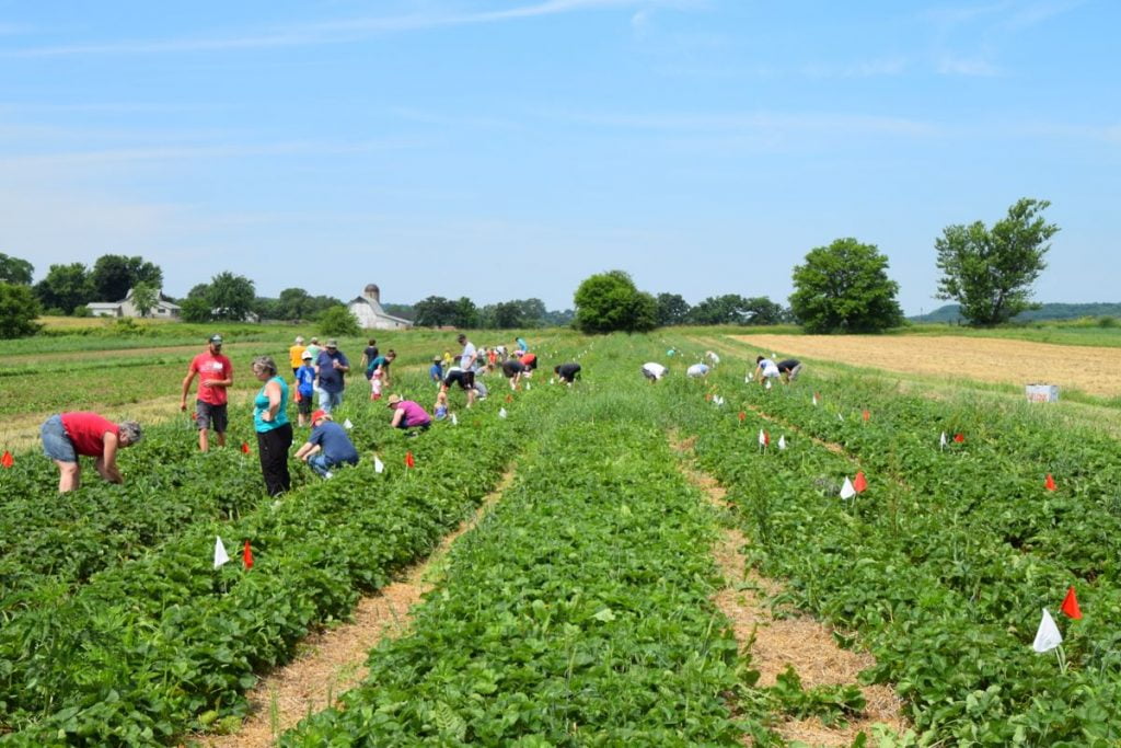 DSC_0915 strawberry upick copy