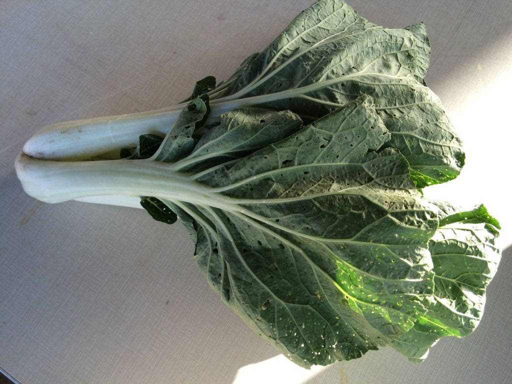 IMG_7492 bok choy