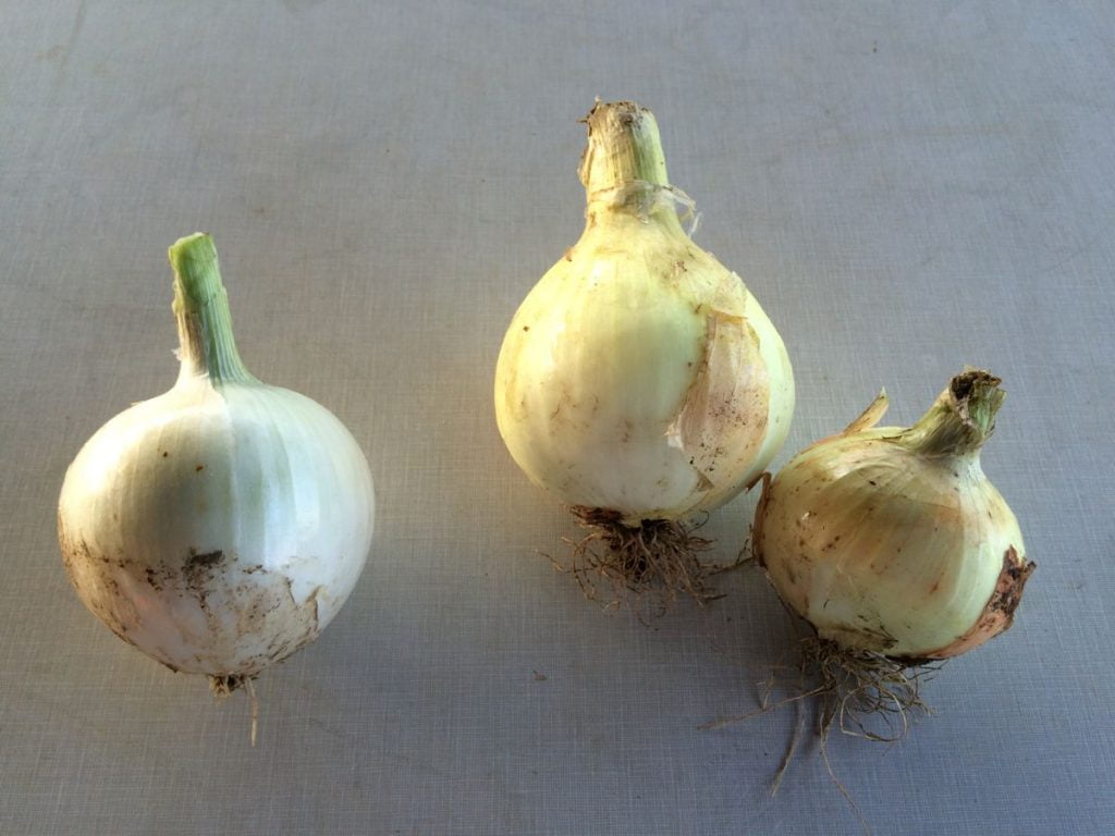 IMG_8663 white walla onions