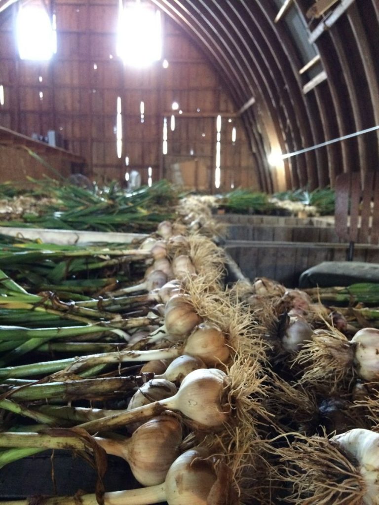 IMG_8718 garlic in barn
