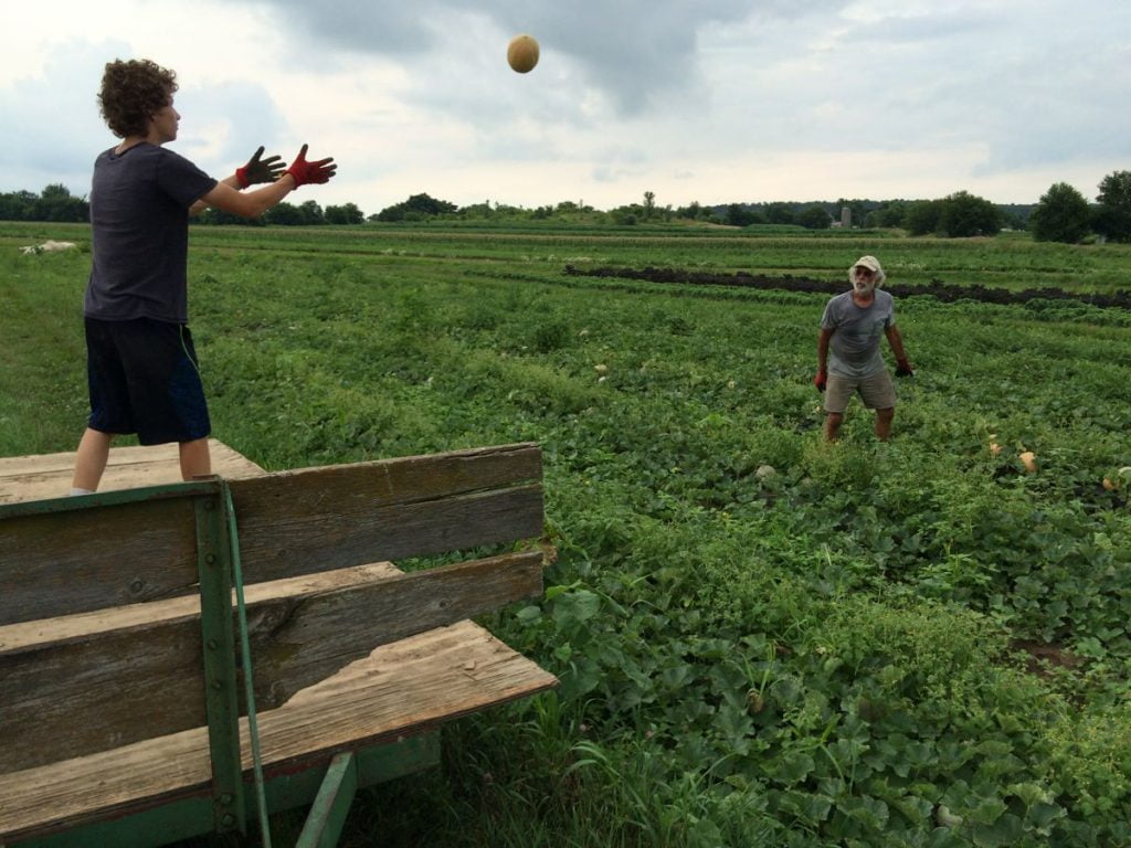 IMG_8754 melon harvest steve ari