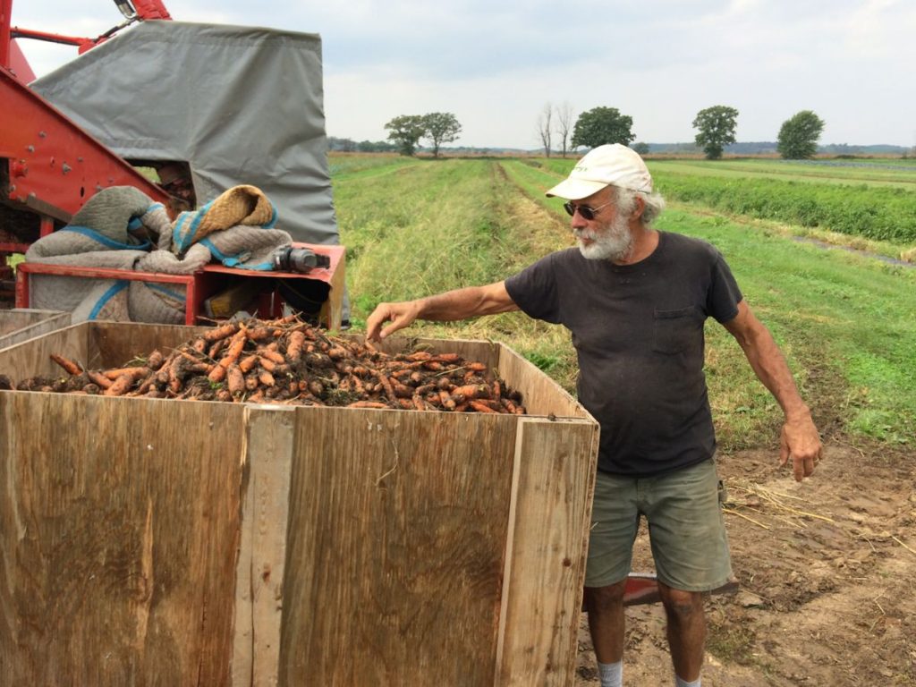 img_0757-steve-carrot-harvest