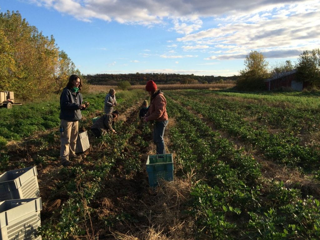 img_1408-celeriac-harvest-2