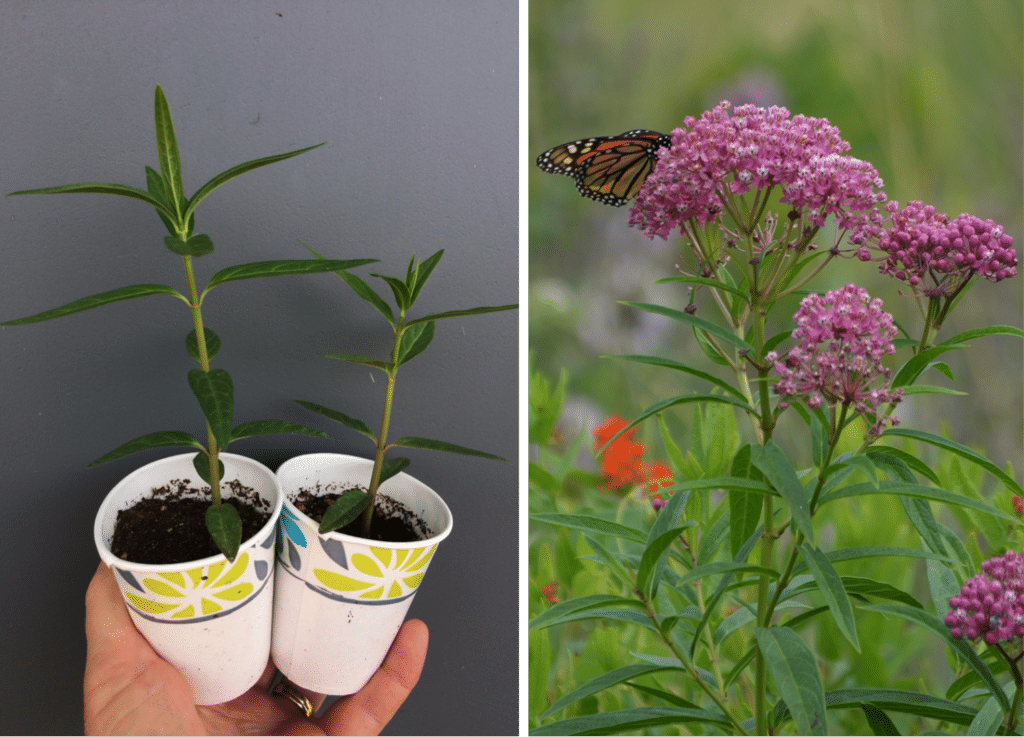 https://www.tipiproduce.com/wp-content/uploads/2019/07/asclepias-incarnata-for-CSA-1024x737.png