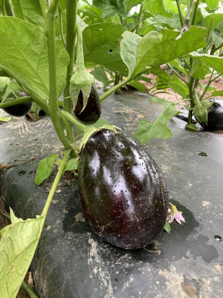 https://www.tipiproduce.com/wp-content/uploads/2021/07/IMG_0961-eggplant-ready-to-harvest-768x1024.jpg