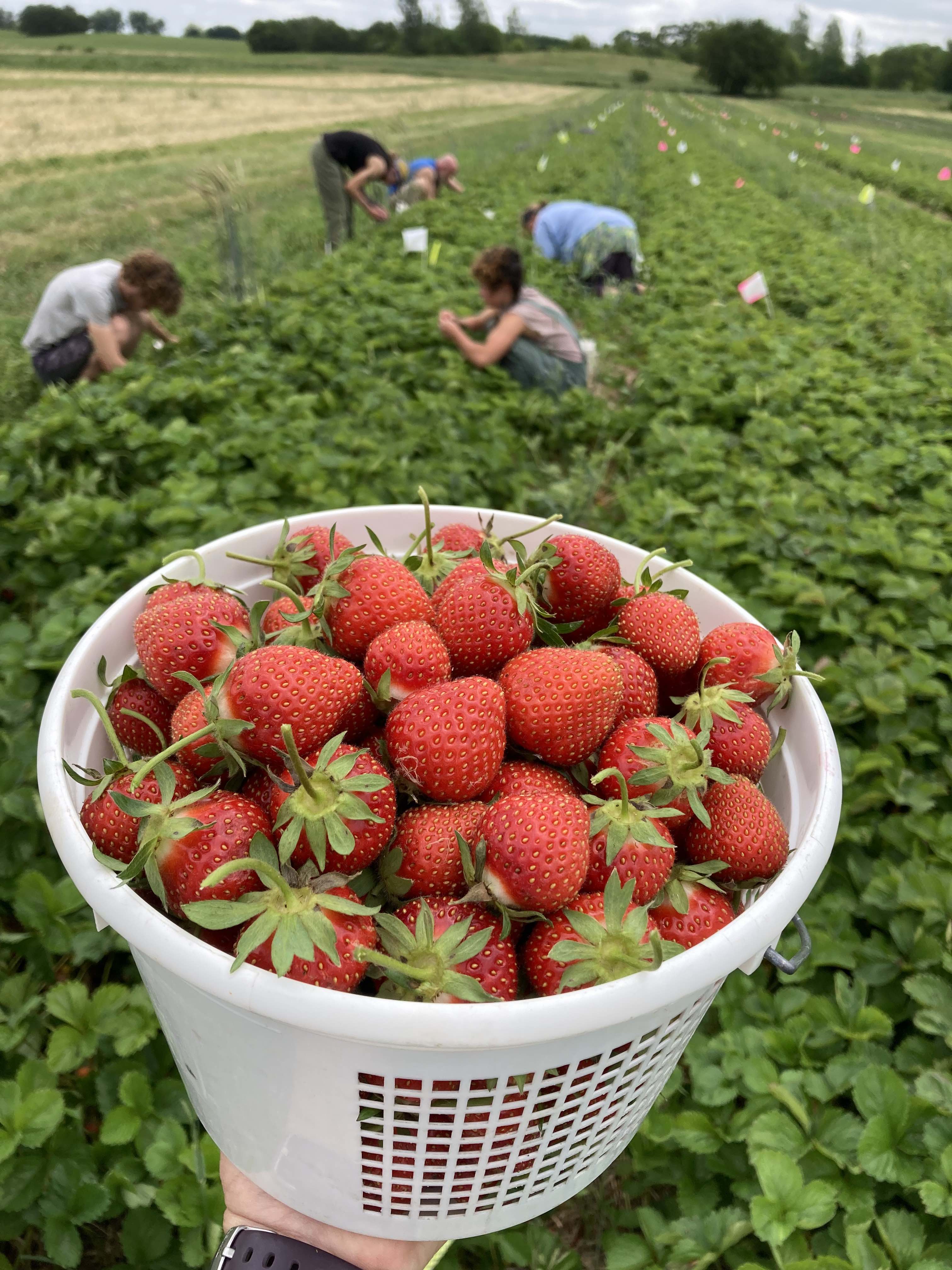 U Pick Organic Strawberries Tipi Produce
